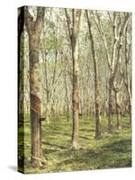 Asia, Malaysia, Gumtree Plantation, Rubber Extraction-Thonig-Stretched Canvas