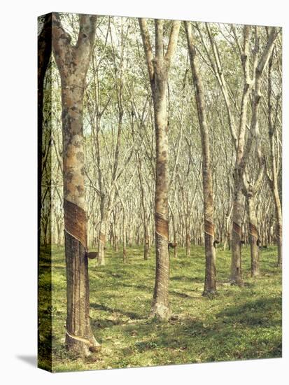 Asia, Malaysia, Gumtree Plantation, Rubber Extraction-Thonig-Stretched Canvas