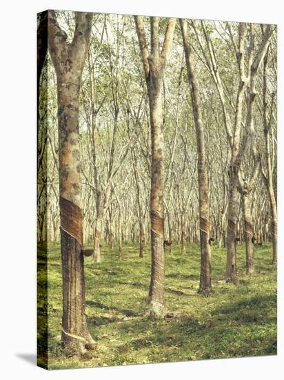 Asia, Malaysia, Gumtree Plantation, Rubber Extraction-Thonig-Stretched Canvas