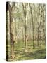 Asia, Malaysia, Gumtree Plantation, Rubber Extraction-Thonig-Stretched Canvas