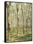 Asia, Malaysia, Gumtree Plantation, Rubber Extraction-Thonig-Framed Stretched Canvas