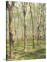 Asia, Malaysia, Gumtree Plantation, Rubber Extraction-Thonig-Stretched Canvas