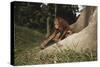 Asia, Malaysia, Sandakan, Monkey Sitting under Tree-Tony Berg-Stretched Canvas