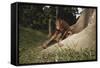 Asia, Malaysia, Sandakan, Monkey Sitting under Tree-Tony Berg-Framed Stretched Canvas