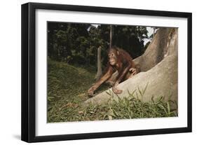 Asia, Malaysia, Sandakan, Monkey Sitting under Tree-Tony Berg-Framed Photographic Print