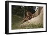 Asia, Malaysia, Sandakan, Monkey Sitting under Tree-Tony Berg-Framed Photographic Print