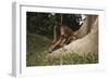 Asia, Malaysia, Sandakan, Monkey Sitting under Tree-Tony Berg-Framed Photographic Print