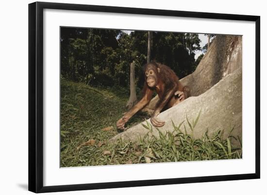 Asia, Malaysia, Sandakan, Monkey Sitting under Tree-Tony Berg-Framed Photographic Print