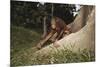 Asia, Malaysia, Sandakan, Monkey Sitting under Tree-Tony Berg-Mounted Photographic Print