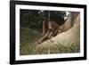 Asia, Malaysia, Sandakan, Monkey Sitting under Tree-Tony Berg-Framed Photographic Print