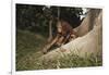 Asia, Malaysia, Sandakan, Monkey Sitting under Tree-Tony Berg-Framed Photographic Print