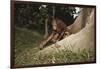 Asia, Malaysia, Sandakan, Monkey Sitting under Tree-Tony Berg-Framed Photographic Print