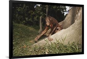 Asia, Malaysia, Sandakan, Monkey Sitting under Tree-Tony Berg-Framed Photographic Print