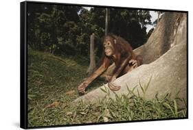 Asia, Malaysia, Sandakan, Monkey Sitting under Tree-Tony Berg-Framed Stretched Canvas
