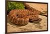 Asia pitviper captive, occurs in China, Russia and Korea-Daniel Heuclin-Framed Photographic Print