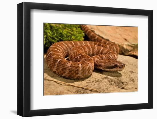 Asia pitviper captive, occurs in China, Russia and Korea-Daniel Heuclin-Framed Photographic Print