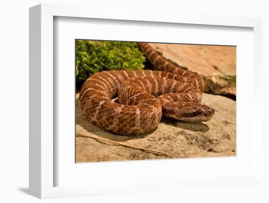 Asia pitviper captive, occurs in China, Russia and Korea-Daniel Heuclin-Framed Photographic Print