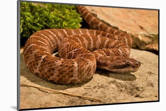 Asia pitviper captive, occurs in China, Russia and Korea-Daniel Heuclin-Mounted Photographic Print