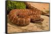 Asia pitviper captive, occurs in China, Russia and Korea-Daniel Heuclin-Framed Stretched Canvas