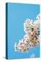 Asia, Republic of Korea, South Korea, Jeju Island, Jeju City, Spring Cherry Blossom-Christian Kober-Stretched Canvas