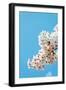 Asia, Republic of Korea, South Korea, Jeju Island, Jeju City, Spring Cherry Blossom-Christian Kober-Framed Photographic Print