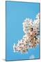 Asia, Republic of Korea, South Korea, Jeju Island, Jeju City, Spring Cherry Blossom-Christian Kober-Mounted Photographic Print