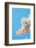 Asia, Republic of Korea, South Korea, Jeju Island, Jeju City, Spring Cherry Blossom-Christian Kober-Framed Photographic Print