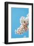Asia, Republic of Korea, South Korea, Jeju Island, Jeju City, Spring Cherry Blossom-Christian Kober-Framed Photographic Print