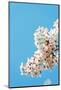 Asia, Republic of Korea, South Korea, Jeju Island, Jeju City, Spring Cherry Blossom-Christian Kober-Mounted Photographic Print