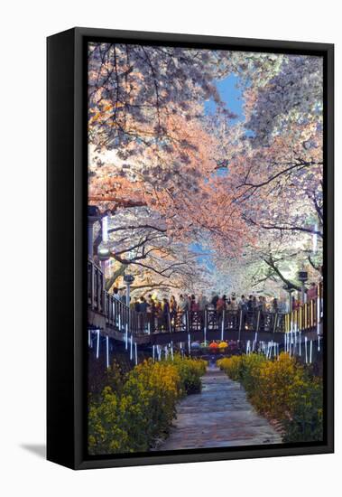 Asia, Republic of Korea, South Korea, Jinhei, Spring Cherry Blossom Festival-Christian Kober-Framed Stretched Canvas