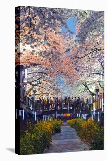 Asia, Republic of Korea, South Korea, Jinhei, Spring Cherry Blossom Festival-Christian Kober-Stretched Canvas