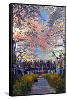 Asia, Republic of Korea, South Korea, Jinhei, Spring Cherry Blossom Festival-Christian Kober-Framed Stretched Canvas