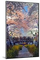 Asia, Republic of Korea, South Korea, Jinhei, Spring Cherry Blossom Festival-Christian Kober-Mounted Photographic Print