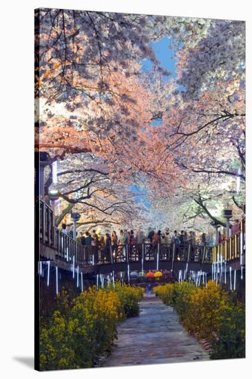 Asia, Republic of Korea, South Korea, Jinhei, Spring Cherry Blossom Festival-Christian Kober-Stretched Canvas