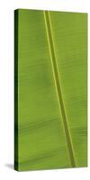 Asia, Vietnam. Banana Leaf Detail, Can Tho-Kevin Oke-Stretched Canvas