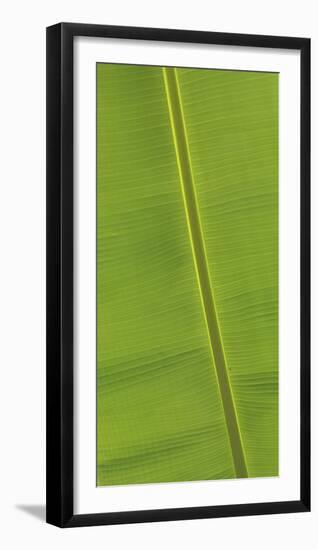 Asia, Vietnam. Banana Leaf Detail, Can Tho-Kevin Oke-Framed Photographic Print