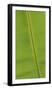 Asia, Vietnam. Banana Leaf Detail, Can Tho-Kevin Oke-Framed Photographic Print