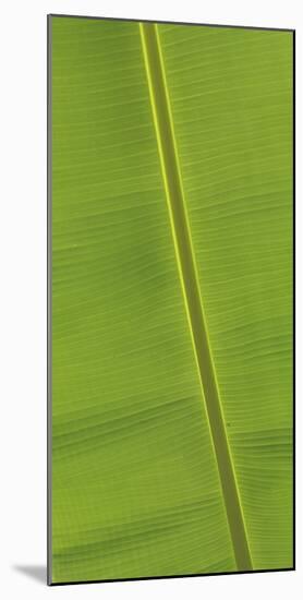 Asia, Vietnam. Banana Leaf Detail, Can Tho-Kevin Oke-Mounted Photographic Print