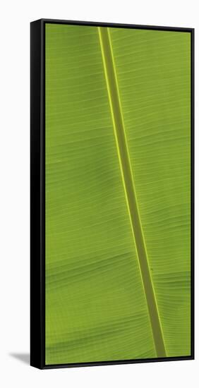 Asia, Vietnam. Banana Leaf Detail, Can Tho-Kevin Oke-Framed Stretched Canvas