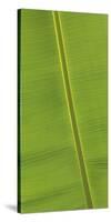 Asia, Vietnam. Banana Leaf Detail, Can Tho-Kevin Oke-Stretched Canvas