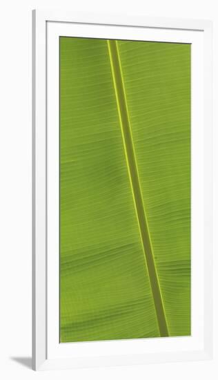 Asia, Vietnam. Banana Leaf Detail, Can Tho-Kevin Oke-Framed Photographic Print