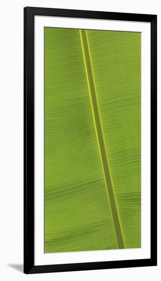 Asia, Vietnam. Banana Leaf Detail, Can Tho-Kevin Oke-Framed Photographic Print