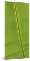 Asia, Vietnam. Banana Leaf Detail, Can Tho-Kevin Oke-Mounted Photographic Print