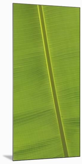 Asia, Vietnam. Banana Leaf Detail, Can Tho-Kevin Oke-Mounted Photographic Print