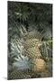 Asia, Vietnam. Pineapples in the Hold of a Mekong River Boat, Can Tho-Kevin Oke-Mounted Premium Photographic Print