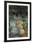 Asia, Vietnam. Pineapples in the Hold of a Mekong River Boat, Can Tho-Kevin Oke-Framed Photographic Print