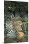 Asia, Vietnam. Pineapples in the Hold of a Mekong River Boat, Can Tho-Kevin Oke-Mounted Premium Photographic Print