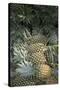 Asia, Vietnam. Pineapples in the Hold of a Mekong River Boat, Can Tho-Kevin Oke-Stretched Canvas