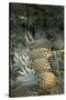 Asia, Vietnam. Pineapples in the Hold of a Mekong River Boat, Can Tho-Kevin Oke-Stretched Canvas