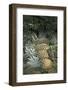 Asia, Vietnam. Pineapples in the Hold of a Mekong River Boat, Can Tho-Kevin Oke-Framed Photographic Print